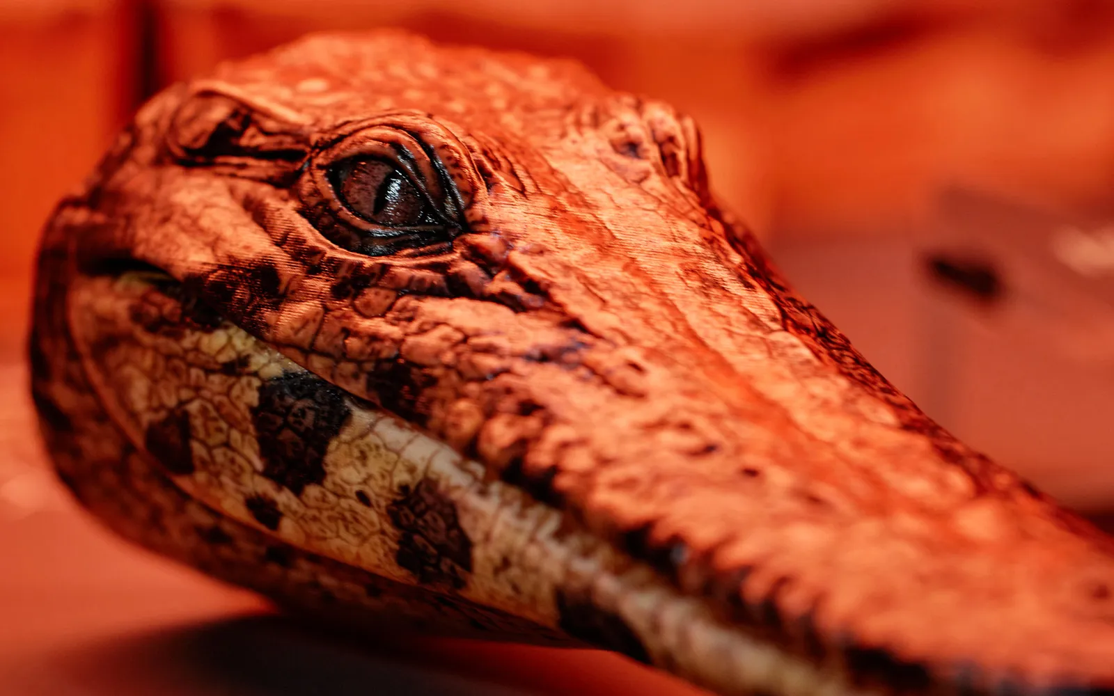 Brisbane Crocodile Exhibition - 90 Minutes | Experience Oz-4