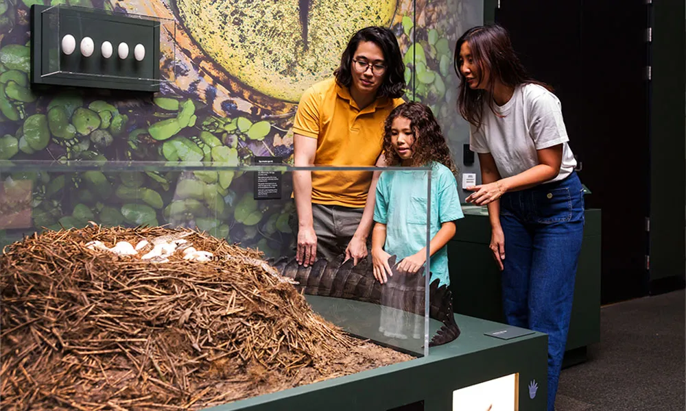 Brisbane Crocodile Exhibition - 90 Minutes | Experience Oz-6