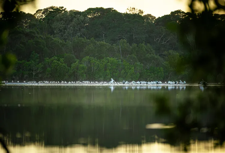 Everglades and Stingrays Guided Kayak Tour, 3 Hours - Noosa