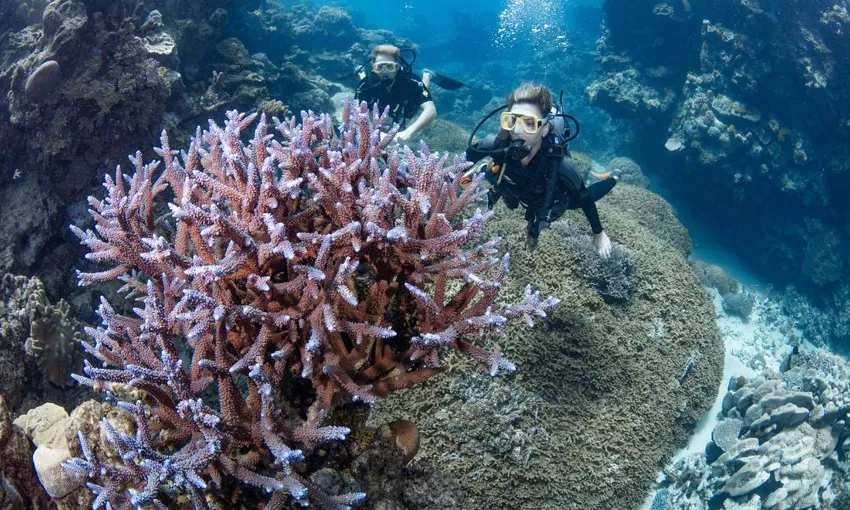 Cairns Outer Barrier Reef Luxury Dive & Snorkel Cruise | Experience Oz