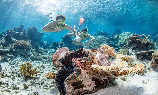 Premium Great Barrier Reef Cruise to 3 Reef Locations
