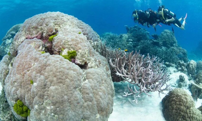 Cairns Outer Barrier Reef Luxury Dive & Snorkel Cruise | Experience Oz