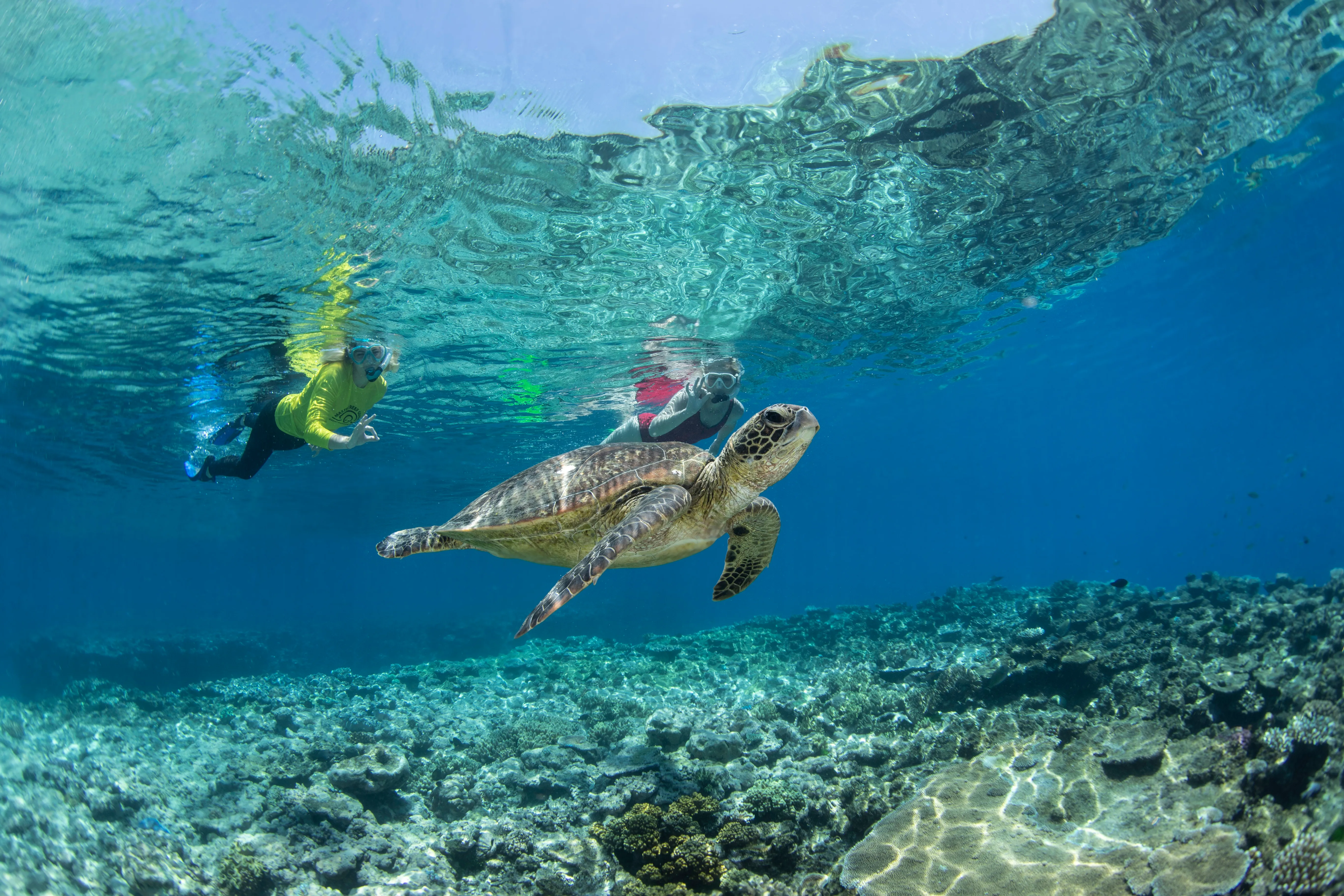 Cairns Outer Barrier Reef Luxury Dive & Snorkel Cruise | Experience Oz-33