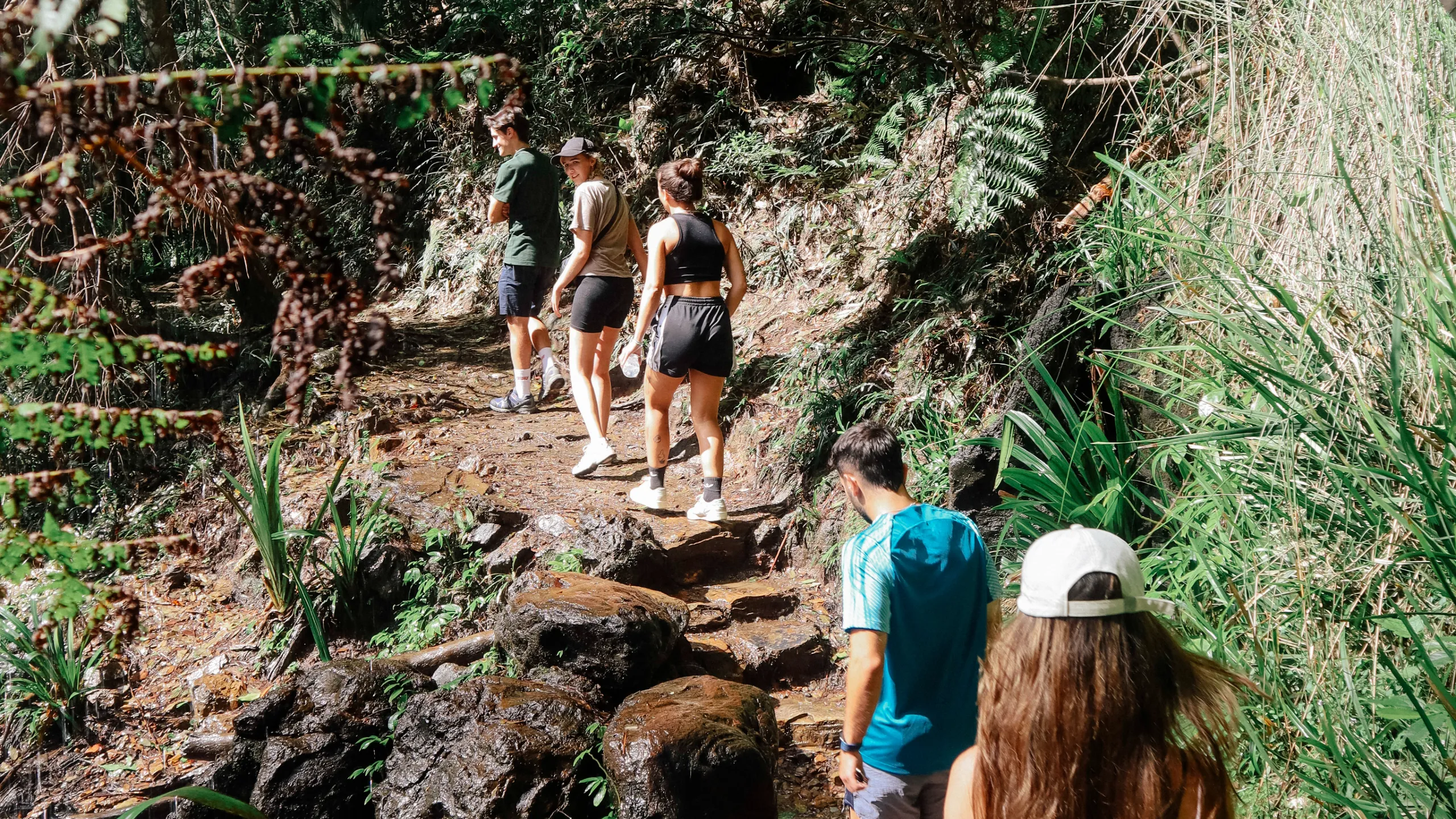 Springbrook National Park Waterfalls Day Tour | Experience Oz-4