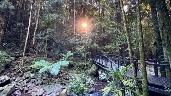 Springbrook National Park Ultimate Waterfall Tour - Full Day