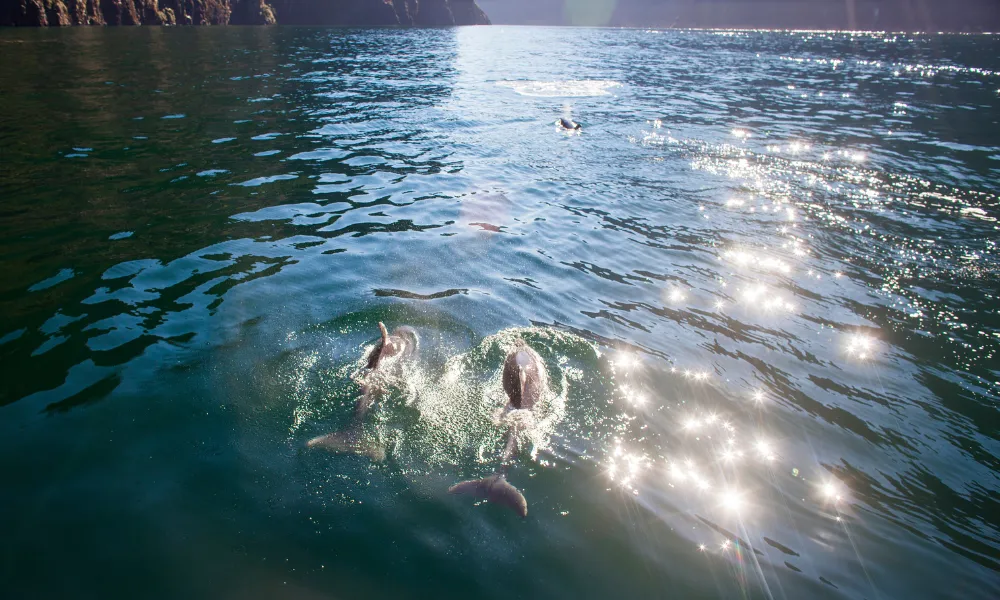 Milford Sound, Wildlife and Waterfall Cruise | Experience Oz + NZ-6