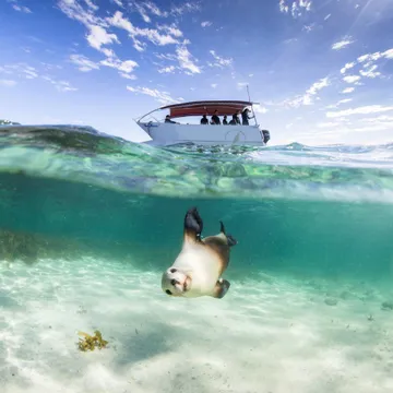 Sea Lions & Dolphins Sightseeing Cruise & Lunch - Half Day