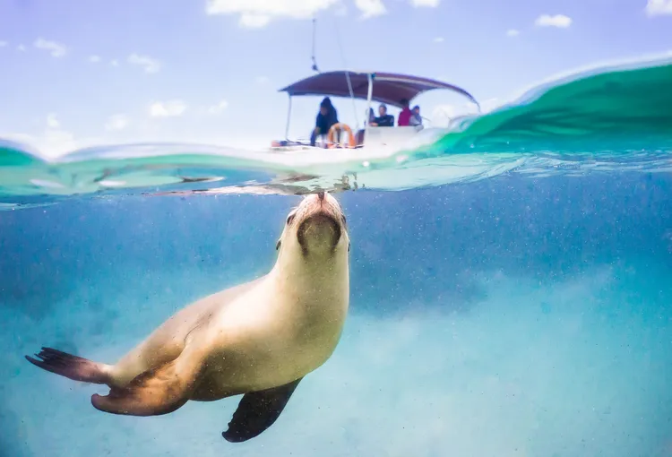 Sea Lions & Dolphins Sightseeing Cruise - Half Day