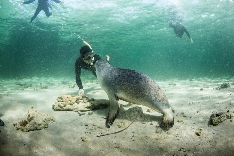 Sea Lion and Dolphin Swim with Lunch, Half Day