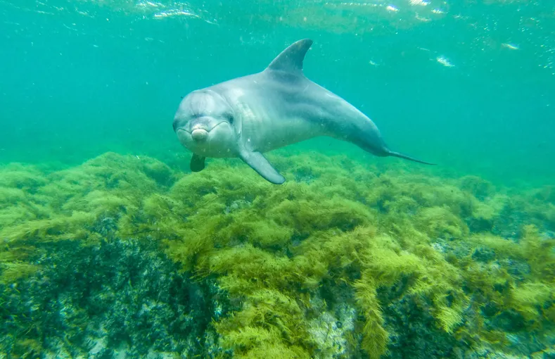 Sea Lion and Dolphin Swim with Lunch, Half Day