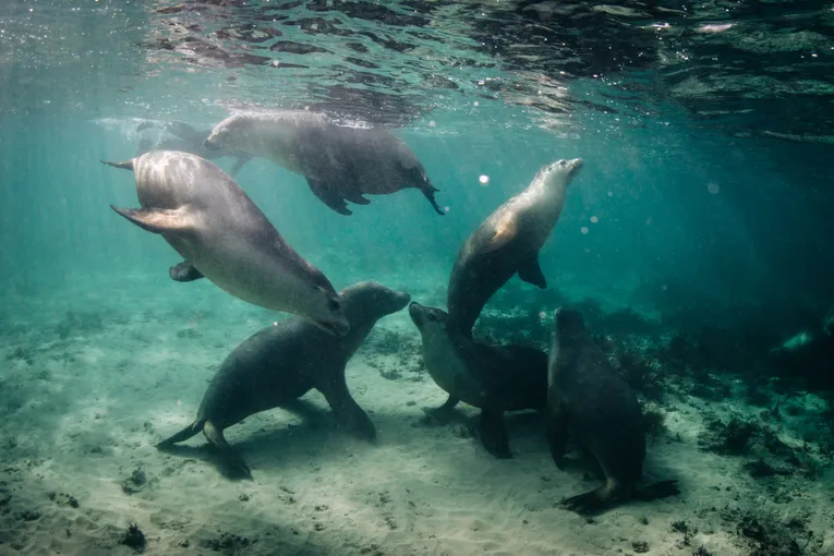 Sea Lion and Dolphin Swim with Lunch, Half Day