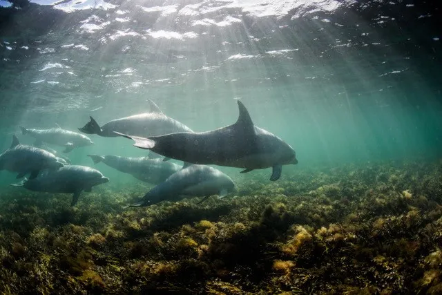 Sea Lion and Dolphin Swim with Lunch, Half Day