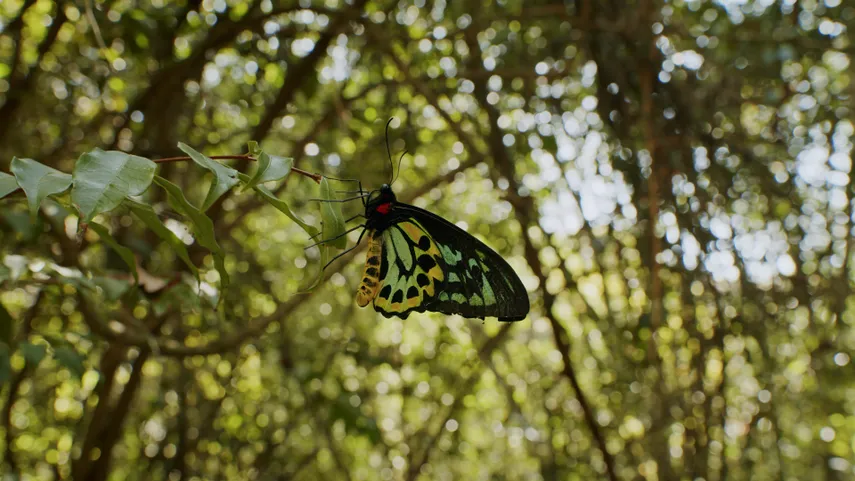 Daintree Deluxe Day Tour with Lunch - For 2 | Experience Oz