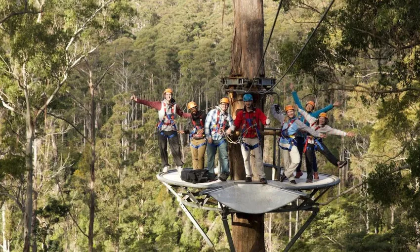 Hollybank Treetops Daytime Adventure Tour Launceston | Experience Oz
