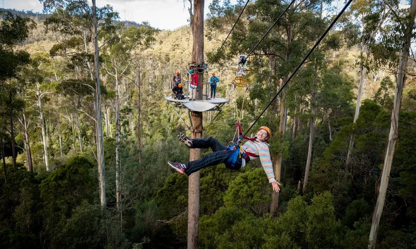 Hollybank Treetops Daytime Adventure Tour Launceston | Experience Oz