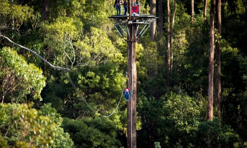 Hollybank Treetops Daytime Adventure Tour Launceston | Experience Oz