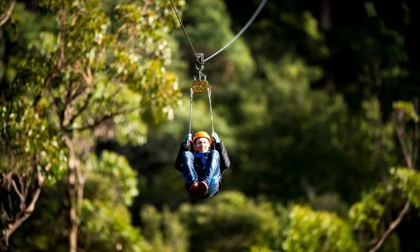 Hollybank Treetops Daytime Adventure Tour Launceston | Experience Oz