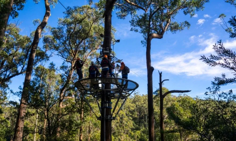 Hollybank Treetops Daytime Adventure Tour Launceston | Experience Oz-5