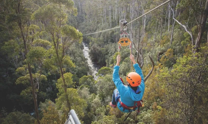 Hollybank Treetops Daytime Adventure Tour Launceston | Experience Oz