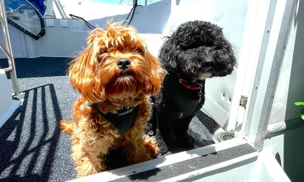 Sydney Harbour Scenic Dog Friendly Cruise - 1 Hour