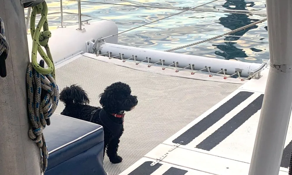 Sydney Harbour Dog Friendly Cruise - 1 Hour | Experience Oz-6