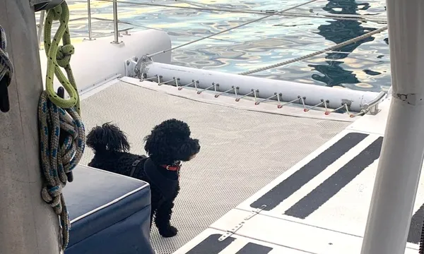 Sydney Harbour Scenic Dog Friendly Cruise - 1 Hour