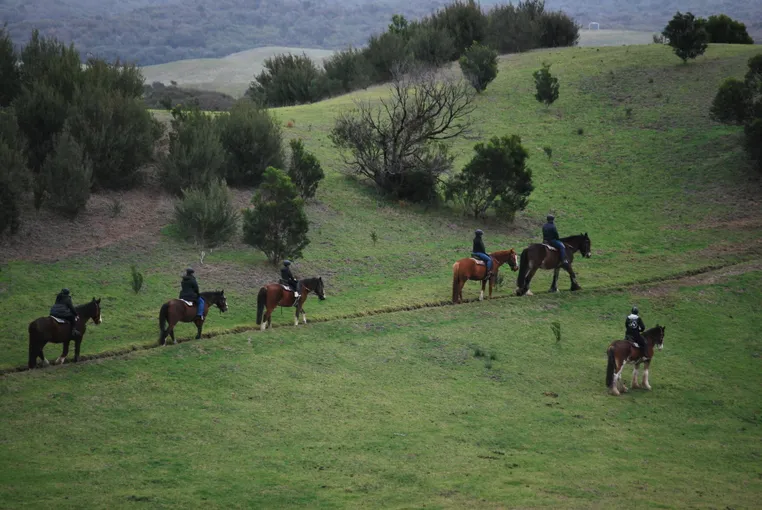 Mornington Peninsula Horse Ride & Wine Tasting | Experience Oz