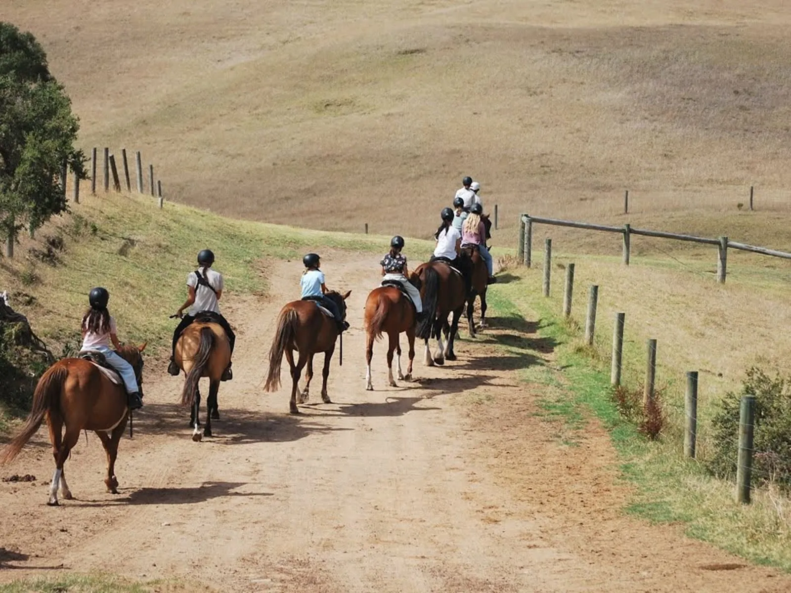 Mornington Peninsula Horse Ride & Wine Tasting | Experience Oz-6