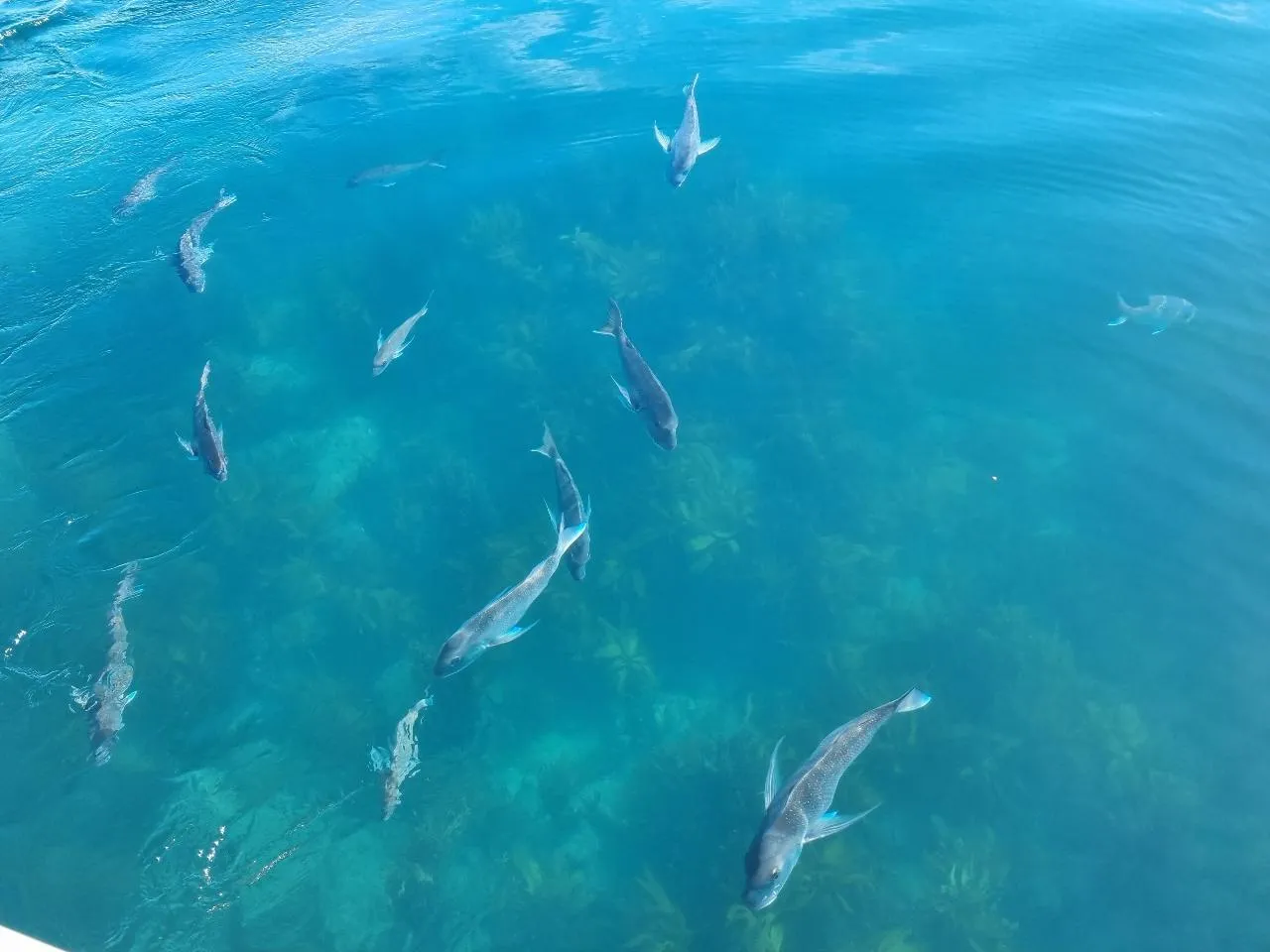 Cathedral Cove Boat Tour - 2 Hours | Experience Oz + NZ-2
