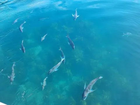 Cathedral Cove Boat Tour from Tairua - 2 Hours