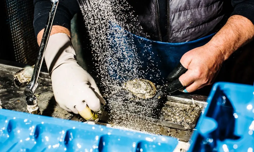 Sydney Fish Market and Auction Tour - 1 Hour | Experience Oz-1