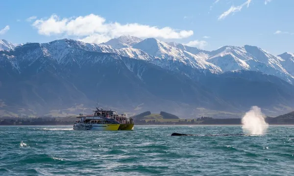 Whale Watch Kaikoura