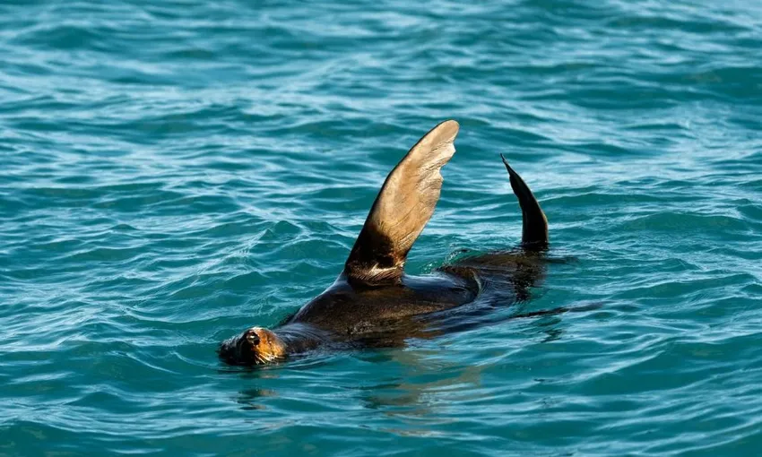 Whale Watch Kaikoura