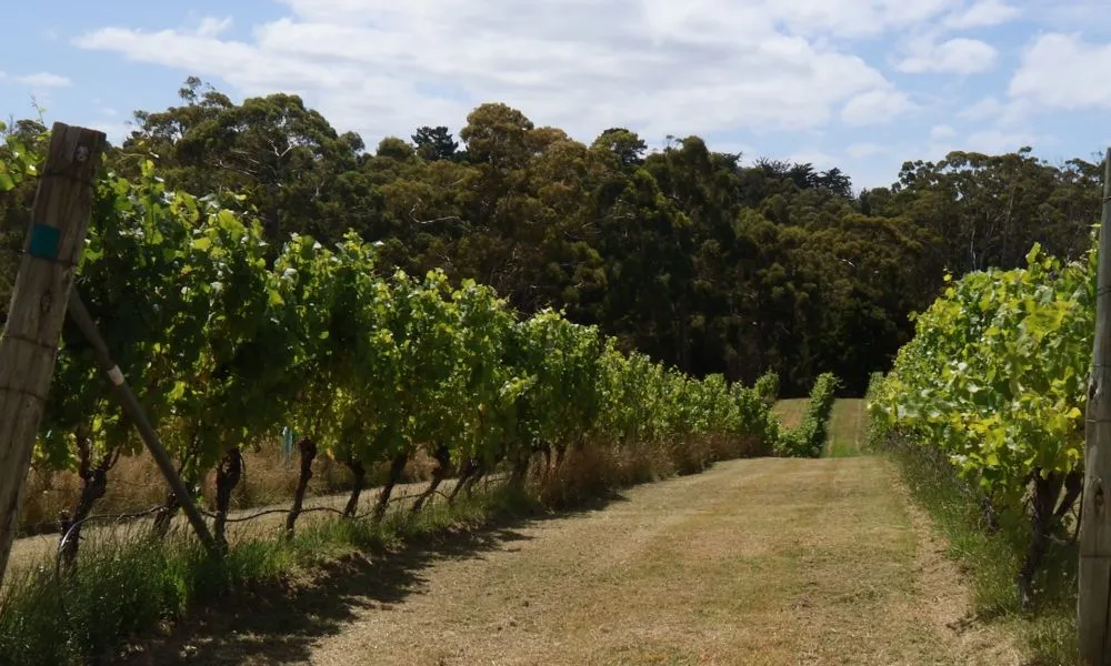 Hobart Coal Valley Cellar & Wine Tour - Half Day | Experience Oz-2