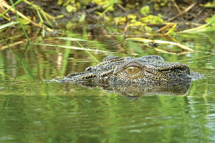 Kakadu National Park Tour from Darwin - Full Day | Experience Oz