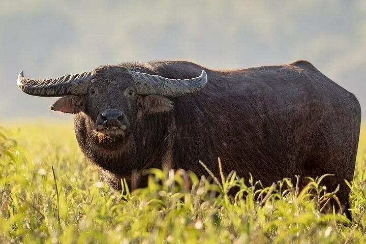 Kakadu National Park Tour from Darwin - Full Day | Experience Oz-7