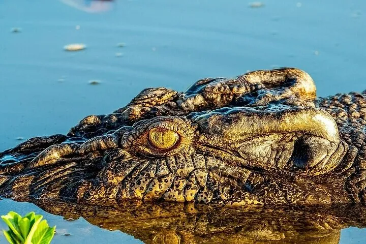 Kakadu National Park Tour from Darwin - Full Day | Experience Oz