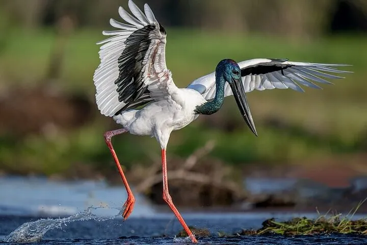 Kakadu National Park Tour from Darwin - Full Day | Experience Oz