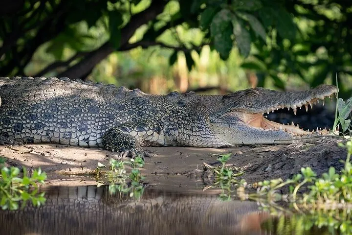 Kakadu National Park Tour from Darwin - Full Day | Experience Oz