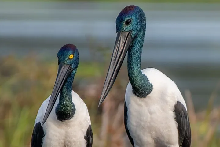 Kakadu National Park Sunset Tour from Darwin | Experience Oz-8