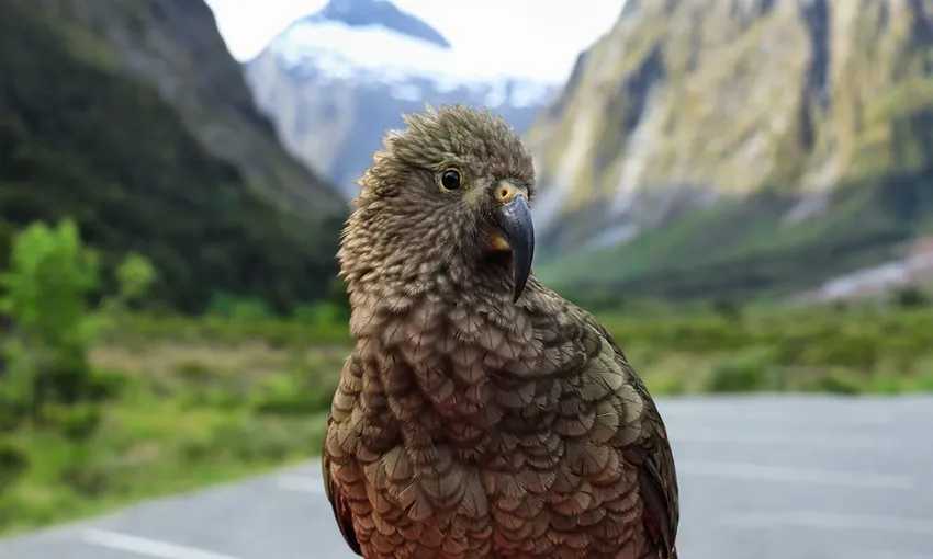 Mt Cook to Queenstown Scenic Tour - One Way | Experience Oz + NZ