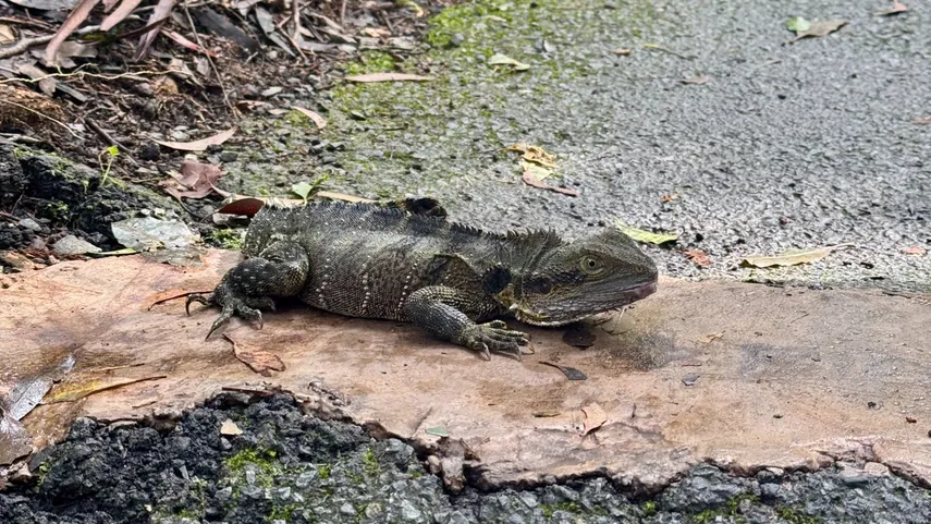 National Park Seven Waterfalls Tour, Springbrook - Full Day