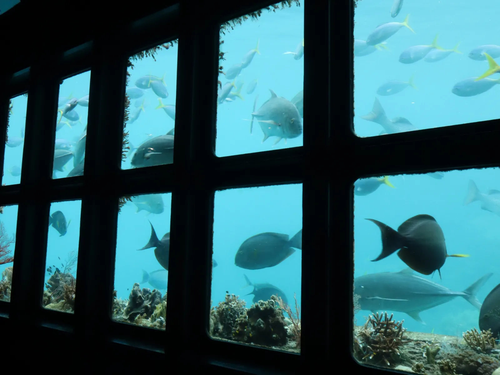 Great Barrier Reef Cruise Out & Return Helicopter Flight to Cairns | Experience Oz-6