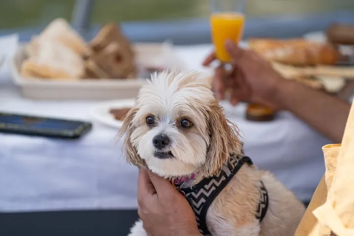 Mosman Dog Friendly Picnic Boat Hire - 1 Hour | Experience Oz