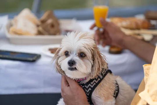 Mosman Dog Friendly Electric Picnic Boat Hire - 2 Hours