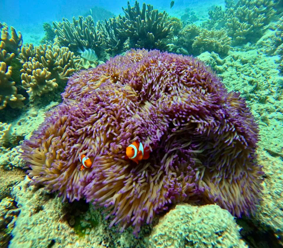 Great Barrier Reef Flight & Snorkel - Half Day | Experience Oz-2