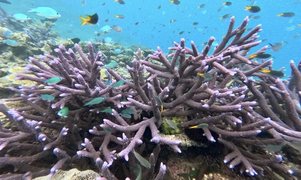Great Barrier Reef Small Group Snorkel - Full Day | Experience Oz-7