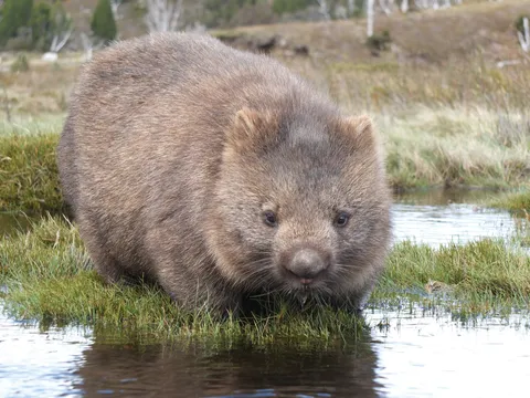 Cradle Mountain National Park Guided Tour - Full Day