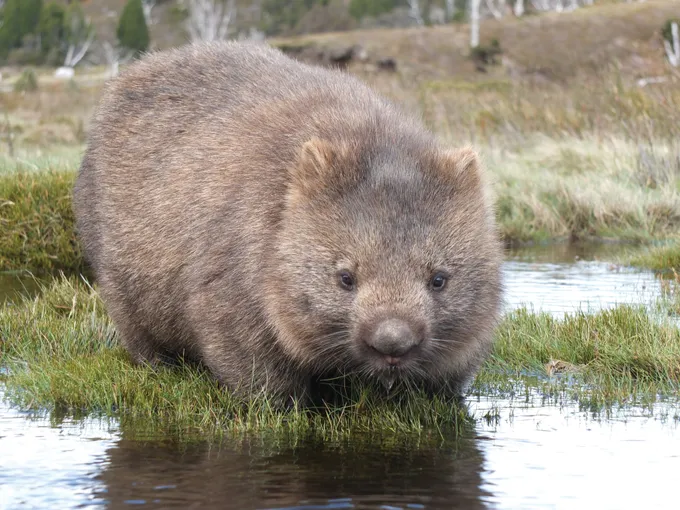 Cradle Mountain National Park Tour - Full Day | Experience Oz