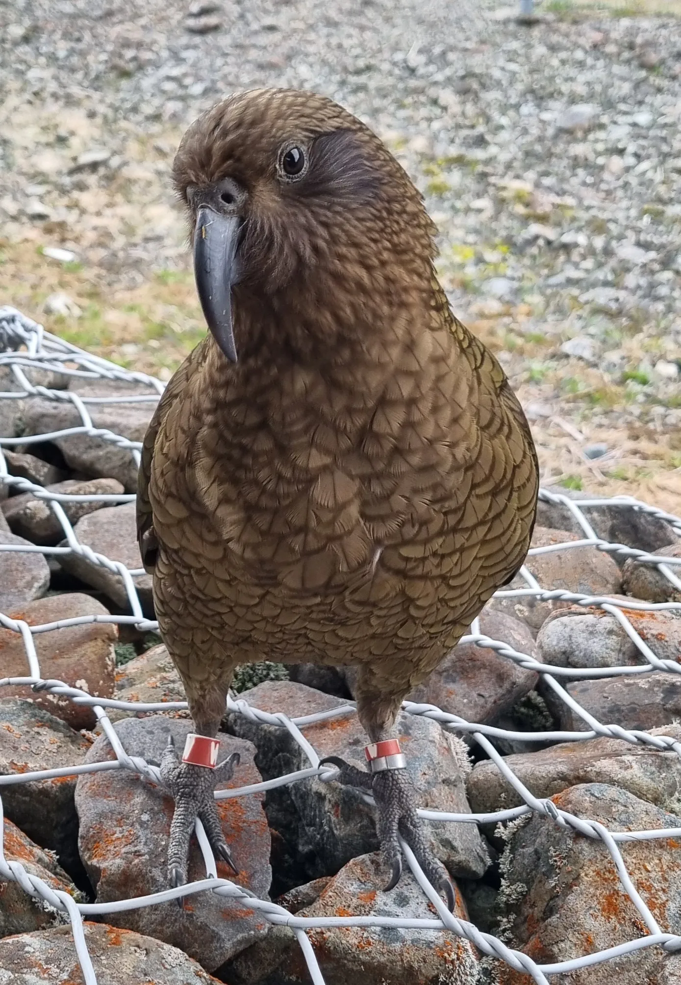 Train Ride to Arthur's Pass - Full Day | Experience Oz + NZ-2